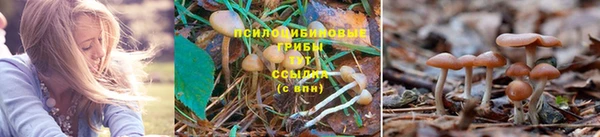 индика Арсеньев
